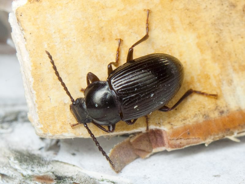 Nalassus Mulsant, 1854